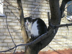 Felis catus