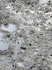 Periophthalmodon schlosseri