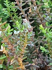 Lepidothamnus laxifolius