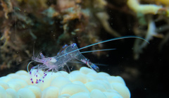 Ancylomenes sarasvati