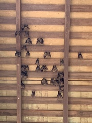 Cynopterus brachyotis