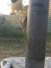 Tenodera australasiae