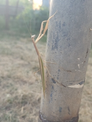 Tenodera australasiae