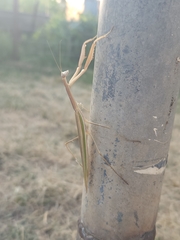 Tenodera australasiae