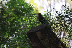Turdus mandarinus