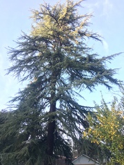 Cedrus atlantica