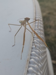 Tenodera australasiae