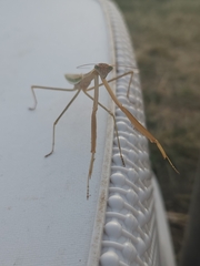 Tenodera australasiae