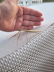 Tenodera australasiae