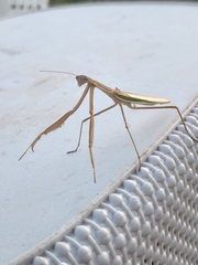 Tenodera australasiae