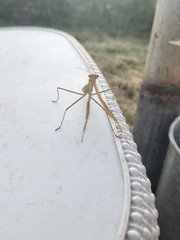 Tenodera australasiae