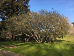 Aesculus californica