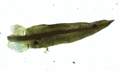 Trichostomum brachydontium