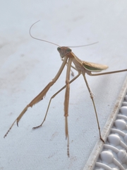 Tenodera australasiae