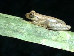 Dendropsophus schubarti