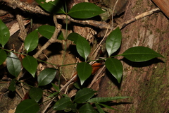 Pandorea jasminoides