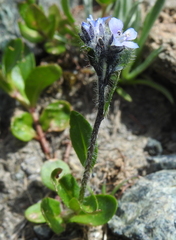 Veronica alpina