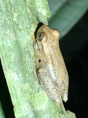 Dendropsophus schubarti