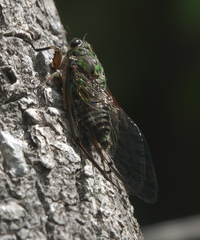 Amphipsalta zelandica