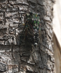 Amphipsalta zelandica
