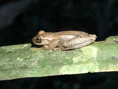 Dendropsophus schubarti