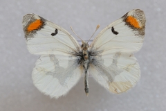 Zegris eupheme menestho