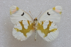 Zegris eupheme menestho