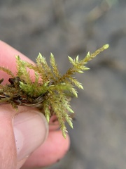 Brachythecium rivulare