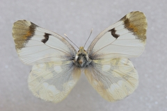 Zegris eupheme
