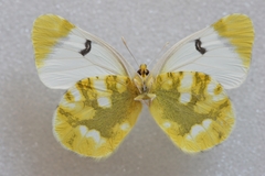 Zegris eupheme