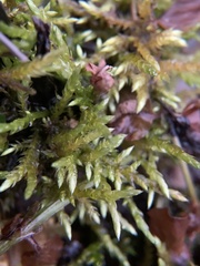 Brachythecium rivulare