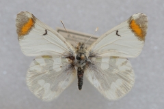 Zegris eupheme