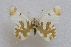 Zegris eupheme