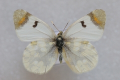 Zegris eupheme