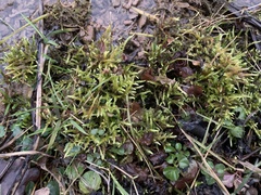 Brachythecium rivulare