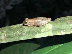 Dendropsophus schubarti