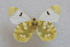 Zegris eupheme