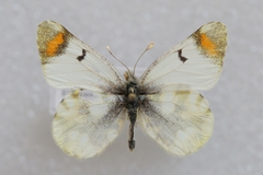 Zegris eupheme