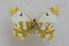 Zegris eupheme
