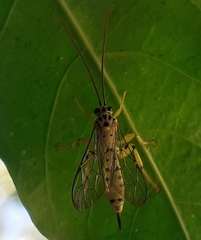 Echthromorpha