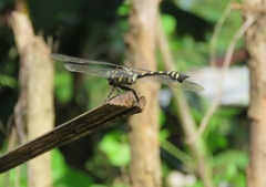 Ictinogomphus decoratus