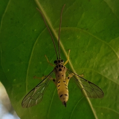 Echthromorpha