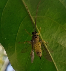 Echthromorpha