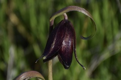 Fritillaria biflora