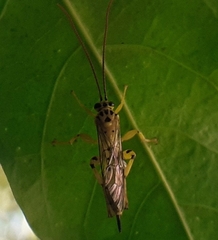 Echthromorpha