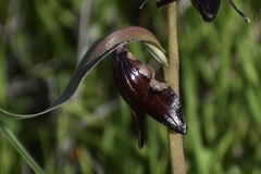 Fritillaria biflora