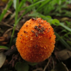 Agaricus crocopeplus