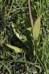 Fritillaria biflora