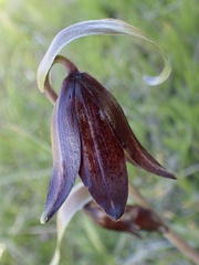 Fritillaria biflora