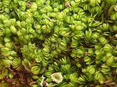 Gongylanthus ericetorum